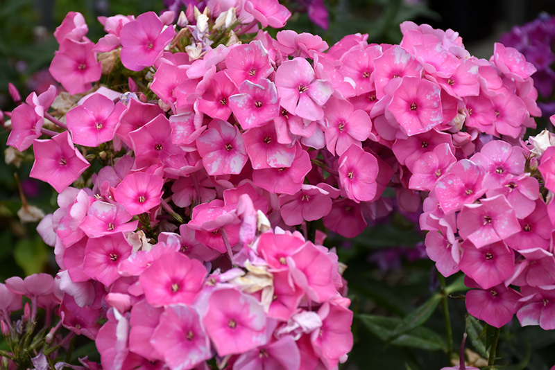 Bubble Gum Pink Garden Phlox (Phlox paniculata 'Ditomfra') at Nunan Florist & Greenhouses
