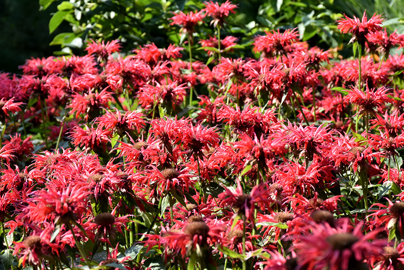 Gardenview Scarlet Beebalm (Monarda 'Gardenview Scarlet') at Nunan Florist & Greenhouses