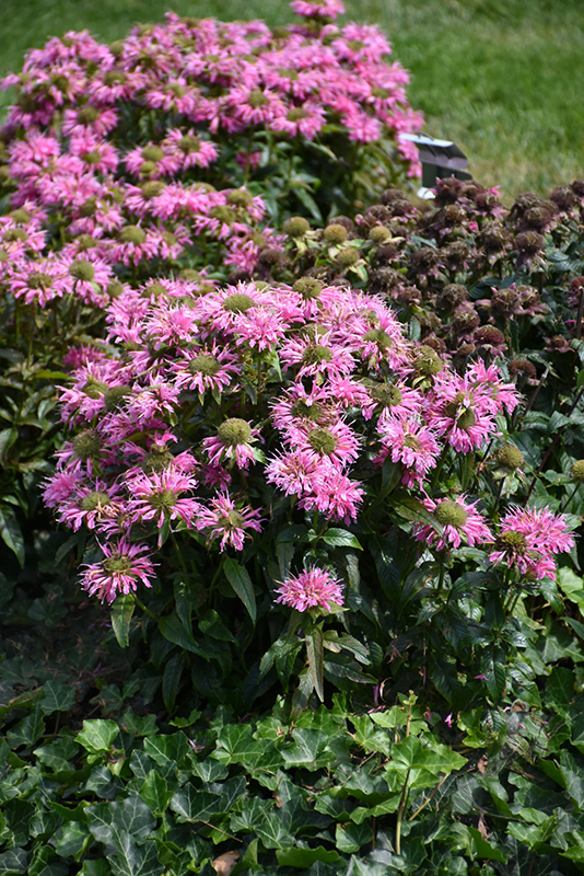 Pardon My Pink Beebalm (Monarda didyma 'Pardon My Pink') at Nunan Florist & Greenhouses