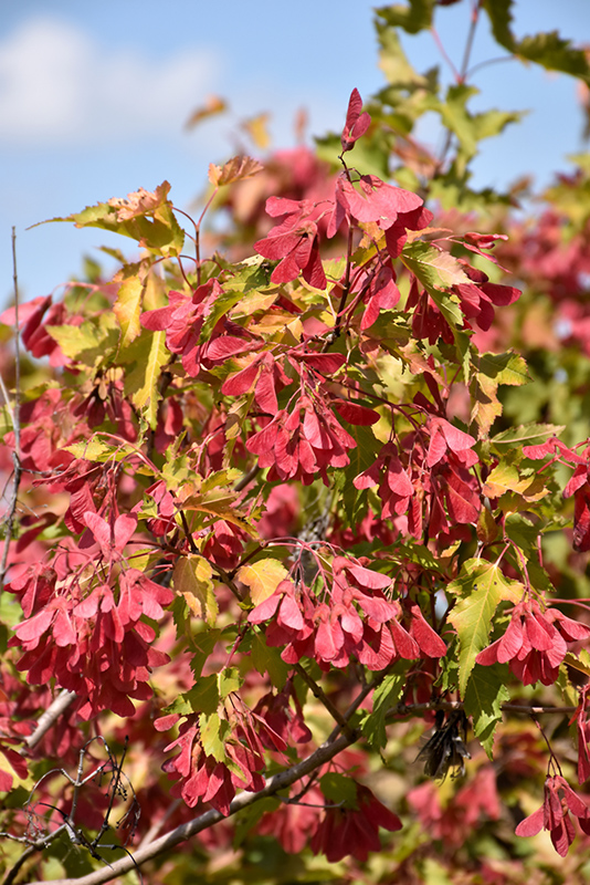 Amur Maple (Acer ginnala) at Nunan Florist & Greenhouses