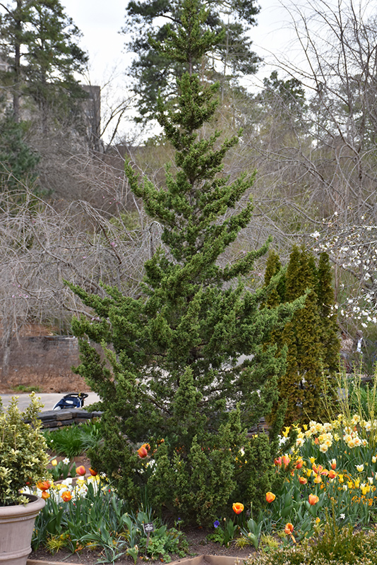 Trautman Juniper (Juniperus chinensis 'Trautman') at Nunan Florist & Greenhouses