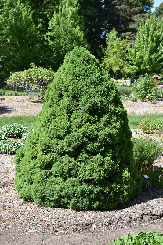 Dwarf Alberta Spruce (Picea glauca 'Conica') at Nunan Florist & Greenhouses