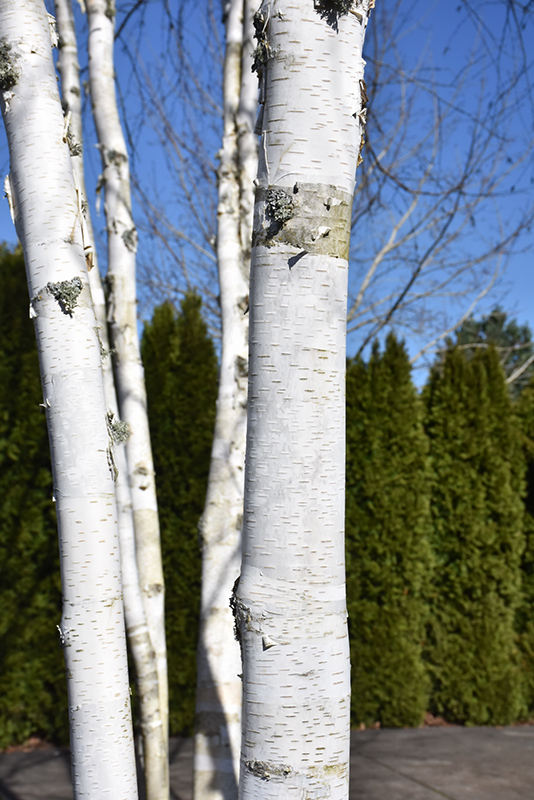 Whitebark Himalayan Birch (clump) (Betula utilis 'var. jacquemontii (clump)') at Nunan Florist & Greenhouses
