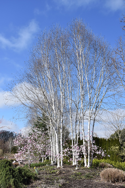 Whitebark Himalayan Birch (clump) (Betula utilis 'var. jacquemontii (clump)') at Nunan Florist & Greenhouses