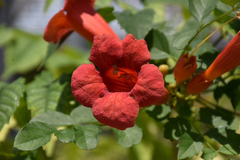 Tango Trumpetvine (Campsis radicans 'Huitan') in Boxford Topsfield Groveland Ipswich MA Nunan Florist & Greenhouses