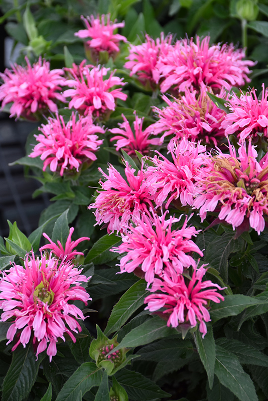 Balmy Pink Beebalm (Monarda didyma 'Balbalmink') at Nunan Florist & Greenhouses