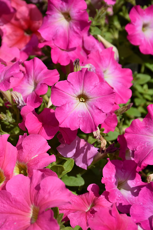 Dreams Pink Petunia (Petunia 'Dreams Pink') at Nunan Florist & Greenhouses