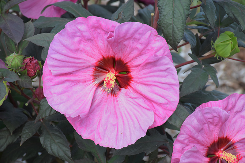 Summerific Berry Awesome Hibiscus (Hibiscus 'Berry Awesome') at Nunan Florist & Greenhouses