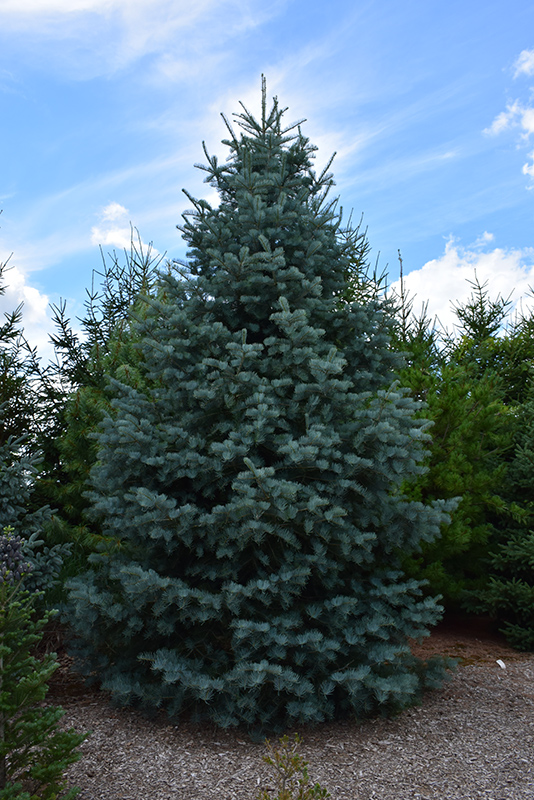 Bonny Blue Blue Spruce (Picea pungens 'Bonny Blue') at Nunan Florist & Greenhouses