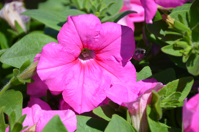 Easy Wave Pink Passion Petunia (Petunia 'Easy Wave Pink Passion') at Nunan Florist & Greenhouses