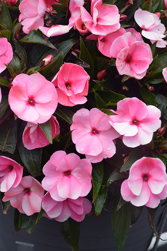 Infinity Pink New Guinea Impatiens (Impatiens hawkeri 'Visinpink') at Nunan Florist & Greenhouses