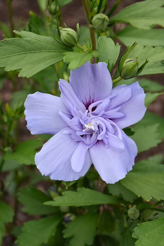 Blue Chiffon Rose of Sharon (Hibiscus syriacus 'Notwoodthree') at Nunan Florist & Greenhouses