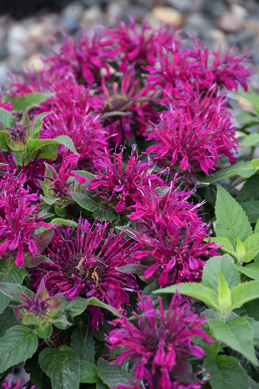 Balmy Purple Beebalm (Monarda didyma 'Balbalmurp') at Nunan Florist & Greenhouses