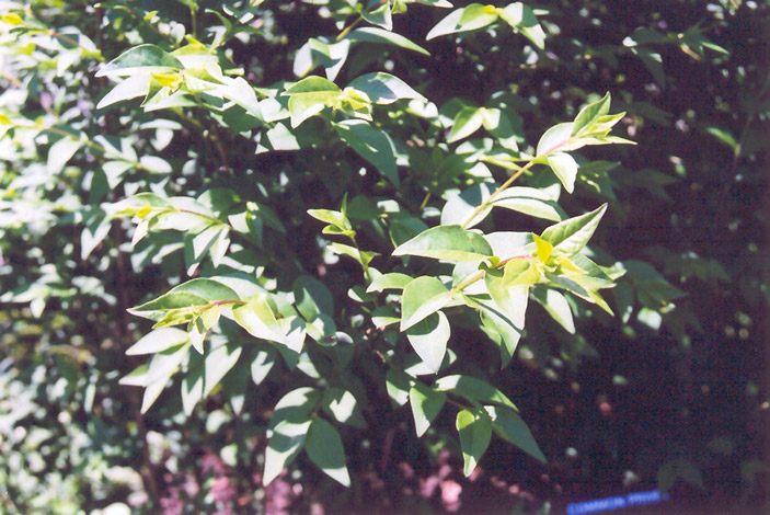 Common Privet (Ligustrum vulgare) at Nunan Florist & Greenhouses