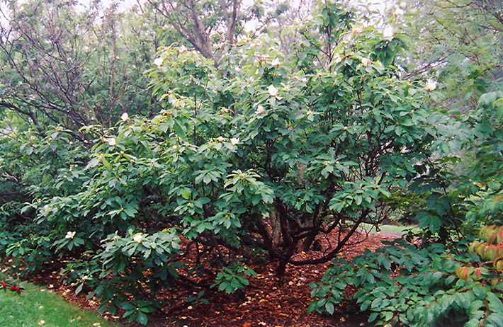 Franklin Tree (Franklinia alatamaha) at Nunan Florist & Greenhouses