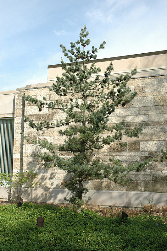 Japanese White Pine (Pinus parviflora) at Nunan Florist & Greenhouses
