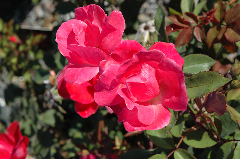 Pink Knock Out Rose (Rosa 'Radcon') at Nunan Florist & Greenhouses