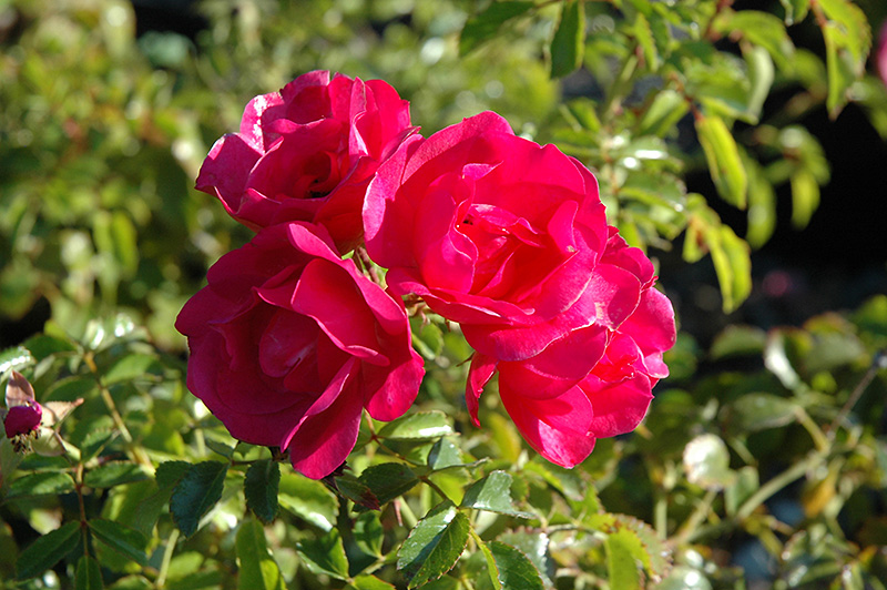Flower Carpet Pink Rose (Rosa 'Flower Carpet Pink') at Nunan Florist & Greenhouses