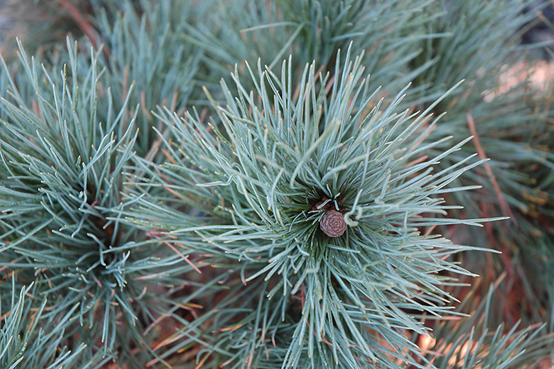 Dwarf Blue Swiss Stone Pine (Pinus cembra 'Glauca Nana') at Nunan Florist & Greenhouses