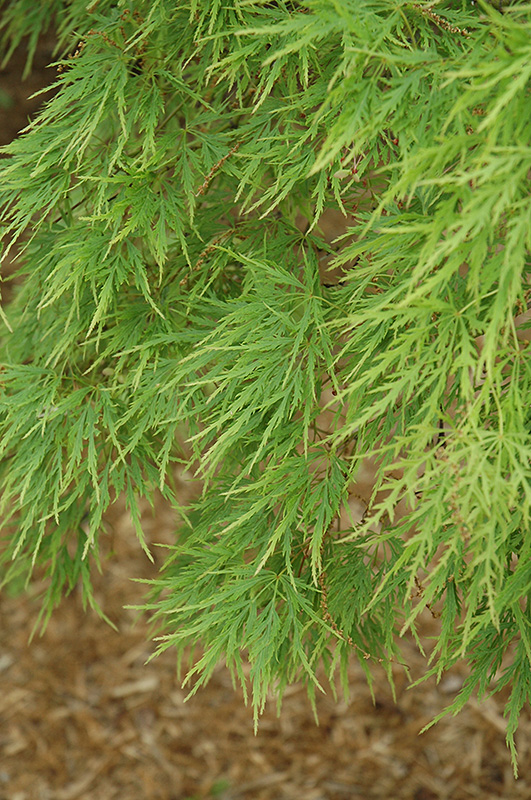 Cutleaf Japanese Maple (Acer palmatum 'Dissectum') at Nunan Florist & Greenhouses