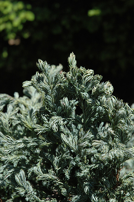 Curly Tops Moss Falsecypress (Chamaecyparis pisifera 'Curly Tops') at Nunan Florist & Greenhouses