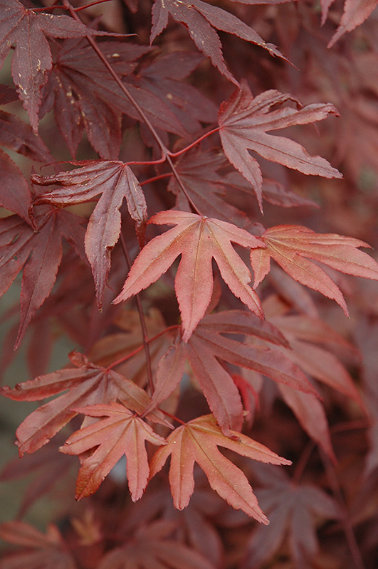 Fireglow Japanese Maple (Acer palmatum 'Fireglow') at Nunan Florist & Greenhouses