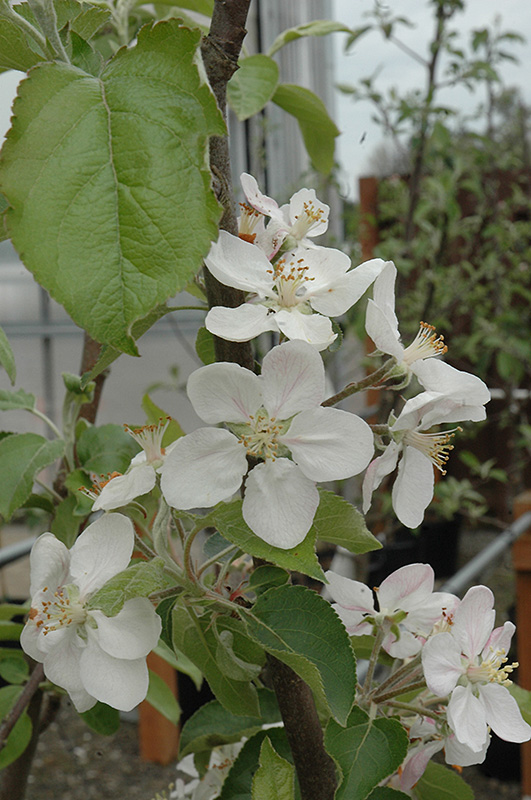 Gala Apple (Malus 'Gala') at Nunan Florist & Greenhouses