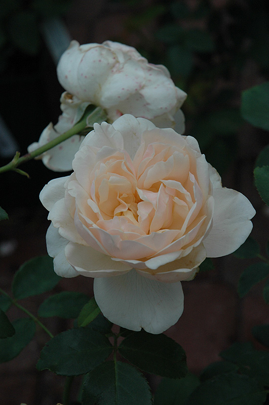 Lichfield Angel Rose (Rosa 'Lichfield Angel') at Nunan Florist &a...