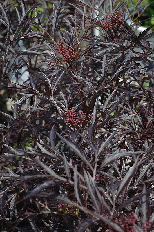 Black Lace Elder (Sambucus nigra 'Eva') at Nunan Florist & Greenhouses