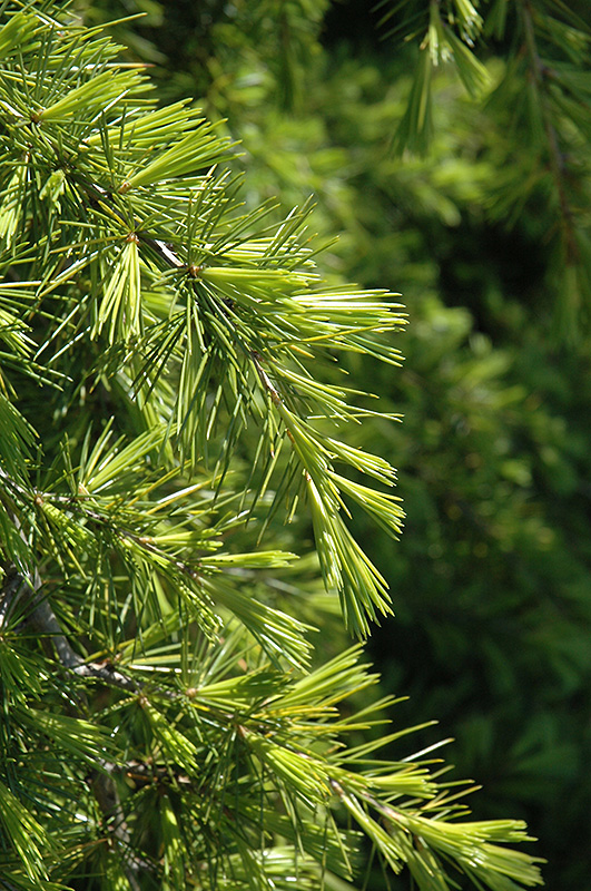 Repandens Deodar Cedar (Cedrus deodara 'Repandens') at Nunan Florist & Greenhouses
