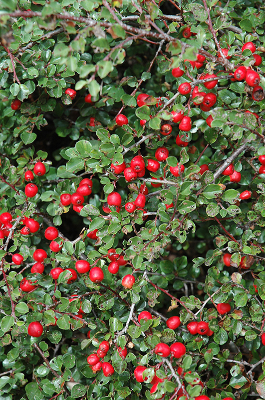 Cranberry Cotoneaster (Cotoneaster apiculatus) at Nunan Florist & Greenhouses