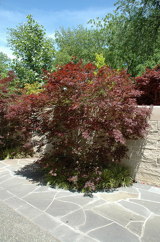 Sherwood Flame Japanese Maple (Acer palmatum 'Sherwood Flame') at Nunan Florist & Greenhouses