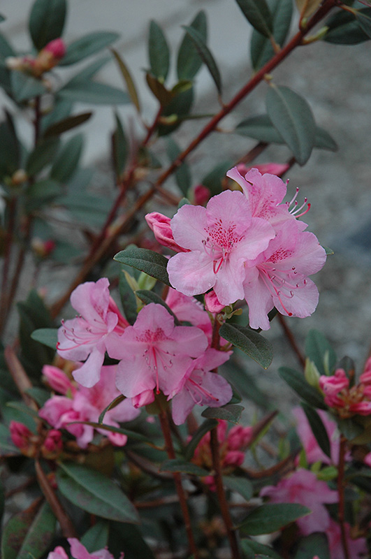 Aglo Rhododendron (Rhododendron 'Aglo') at Nunan Florist & Greenhouses
