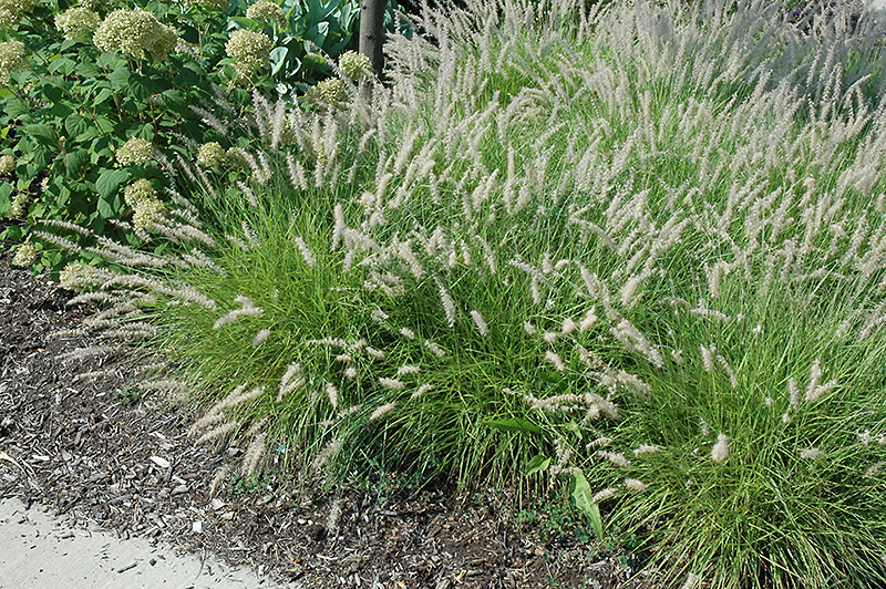Oriental Fountain Grass (Pennisetum orientale) at Nunan Florist & Greenhouses
