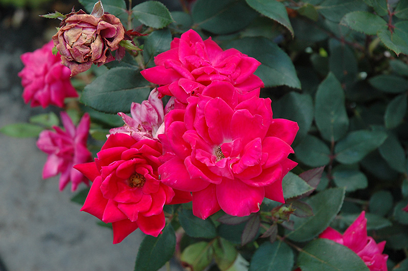 Knock Out Double Red Rose (Rosa 'Radtko') at Nunan Florist & Greenhouses