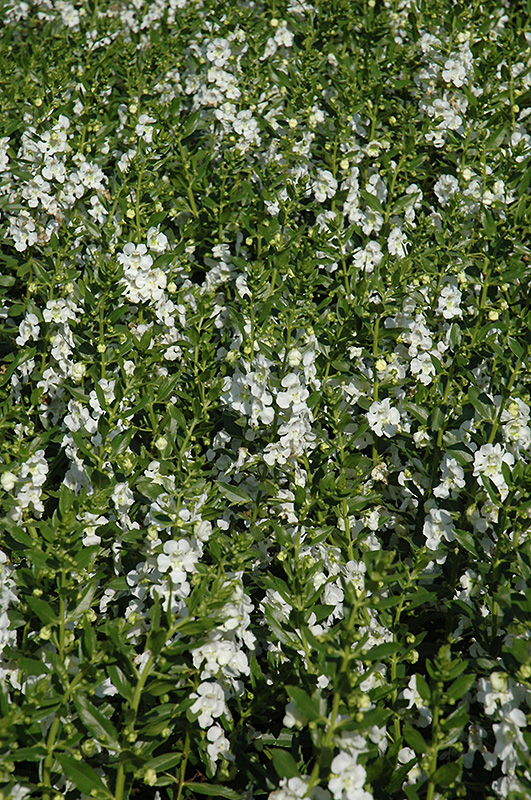 Angelface White Angelonia (Angelonia angustifolia 'Anwhitim') at Nunan Florist & Greenhouses