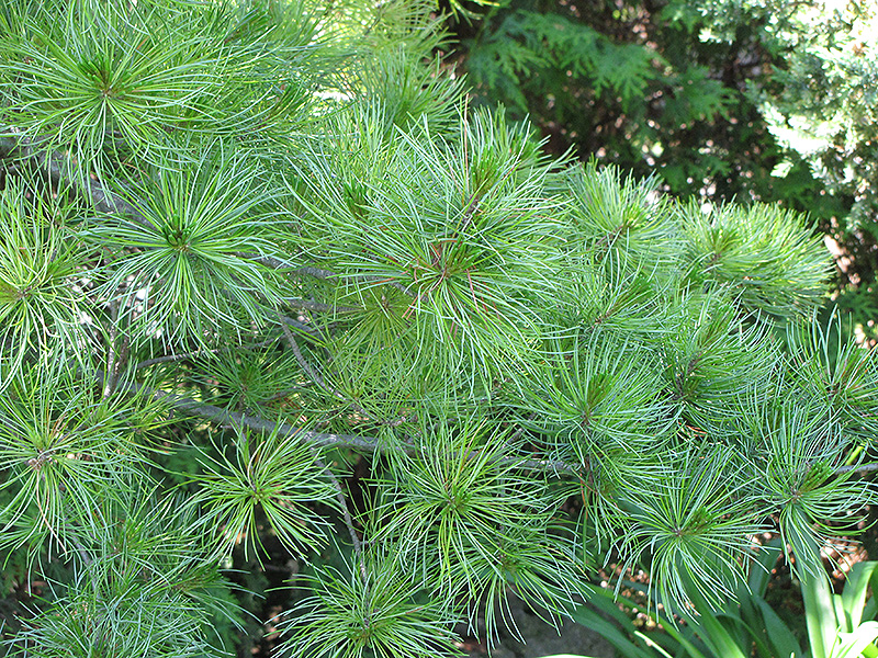 Japanese White Pine (Pinus parviflora) at Nunan Florist & Greenhouses