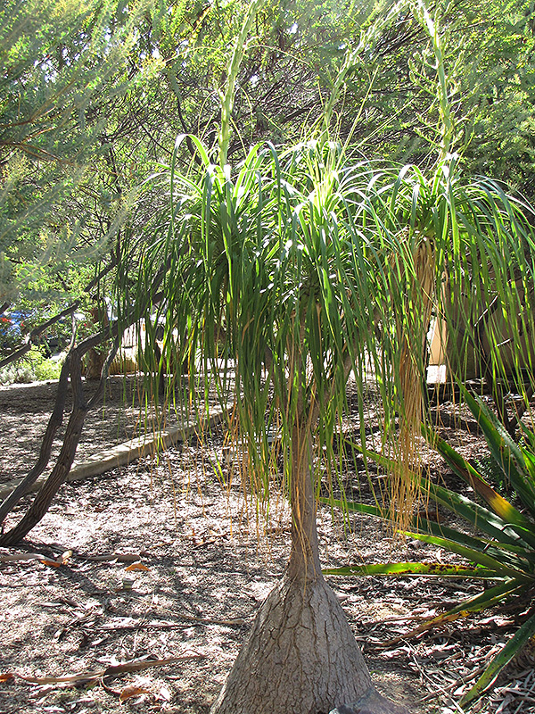 Pony Tail Palm (Beaucarnea recurvata) at Nunan Florist & Greenhouses