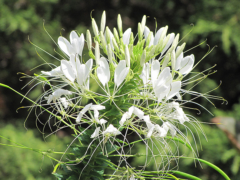 Sparkler White Spiderflower (Cleome hassleriana 'Sparkler White') at Nunan Florist & Greenhouses
