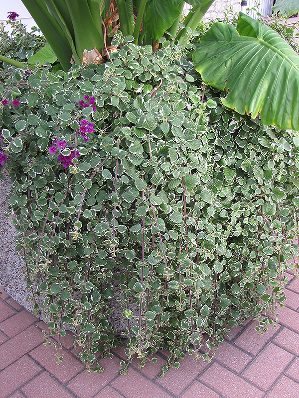 Swedish Ivy (Plectranthus forsteri 'Marginatus') at Nunan Florist & Greenhouses