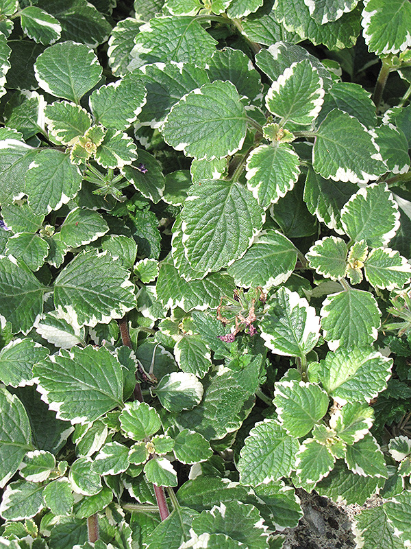 Swedish Ivy (Plectranthus forsteri 'Marginatus') at Nunan Florist & Greenhouses