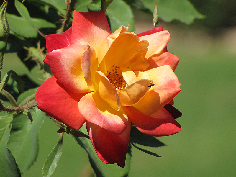 Joseph's Coat Rose (Rosa 'Joseph's Coat') at Nunan Florist & Greenhouses