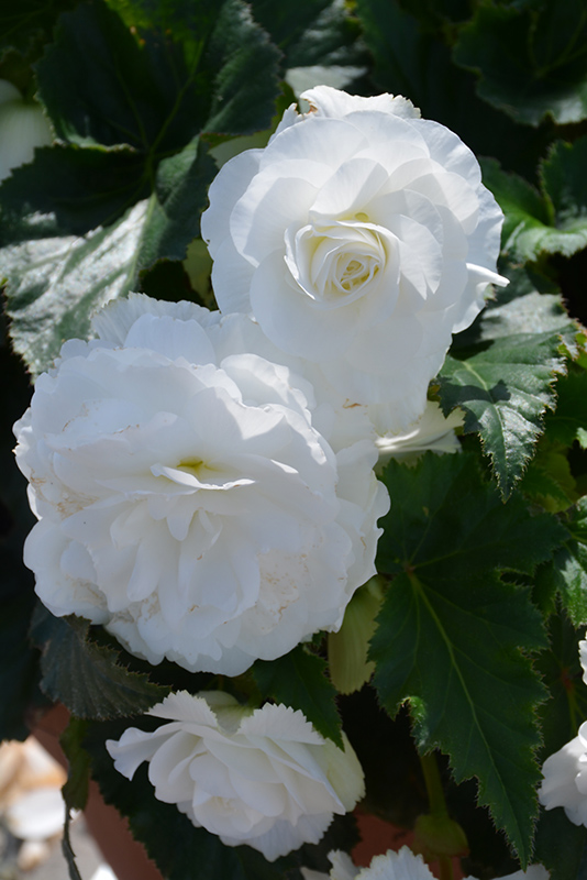 Nonstop White Begonia (Begonia 'Nonstop White') at Nunan Florist & Greenhouses