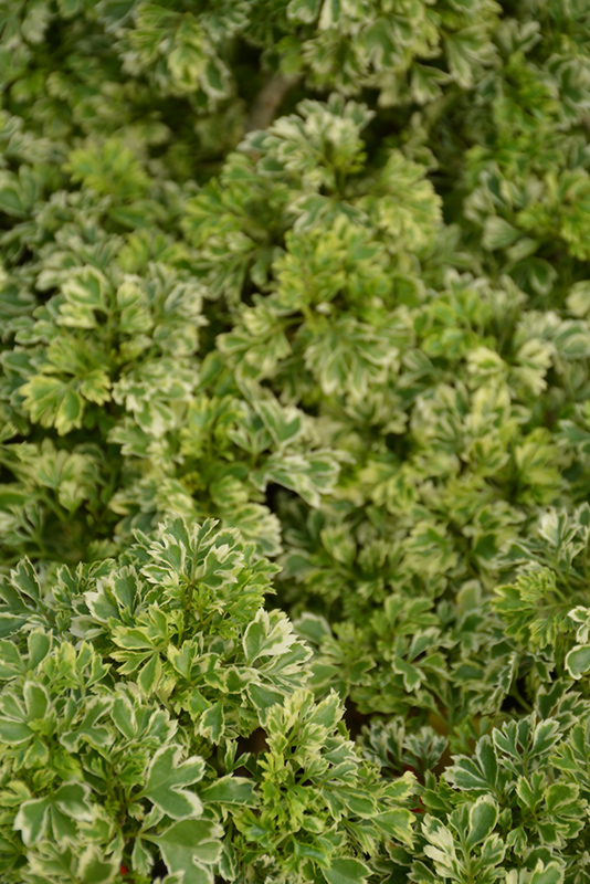 Variegated Ming Aralia (Polyscias fruticosa 'Variegata') at Nunan Florist & Greenhouses