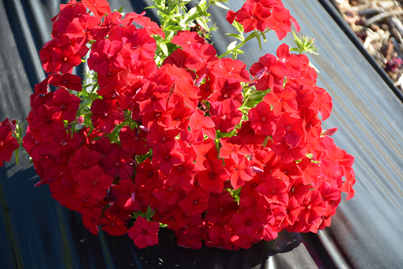 Intensia Red Hot Annual Phlox (Phlox 'DPHLOX911') at Nunan Florist & Greenhouses