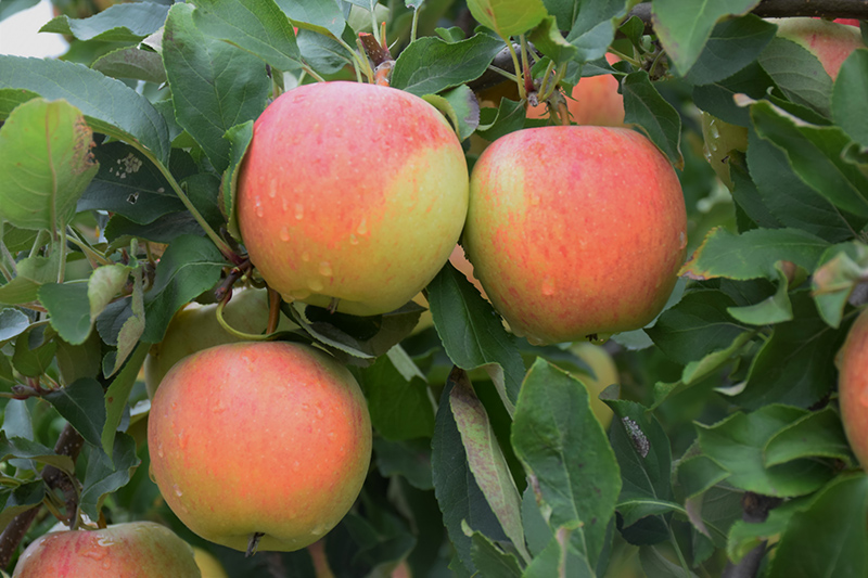 Gala Apple (Malus 'Gala') at Nunan Florist & Greenhouses