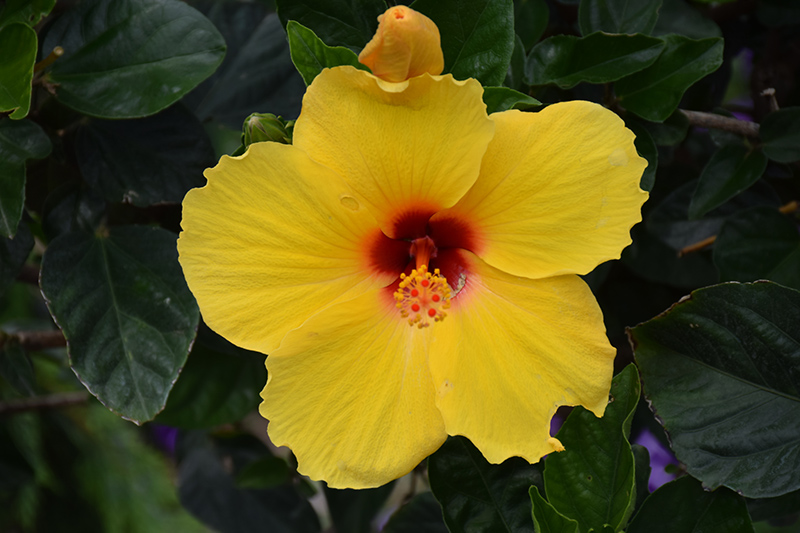 Sunny Wind Hibiscus (Hibiscus rosa-sinensis 'Sunny Wind') in Georgetown ...