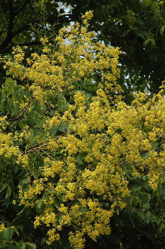 Golden Rain Tree (Koelreuteria paniculata) at Nunan Florist & Greenhouses