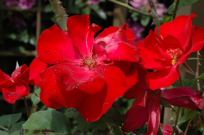 Altissimo Rose (Rosa 'Altissimo') at Nunan Florist & Greenhouses