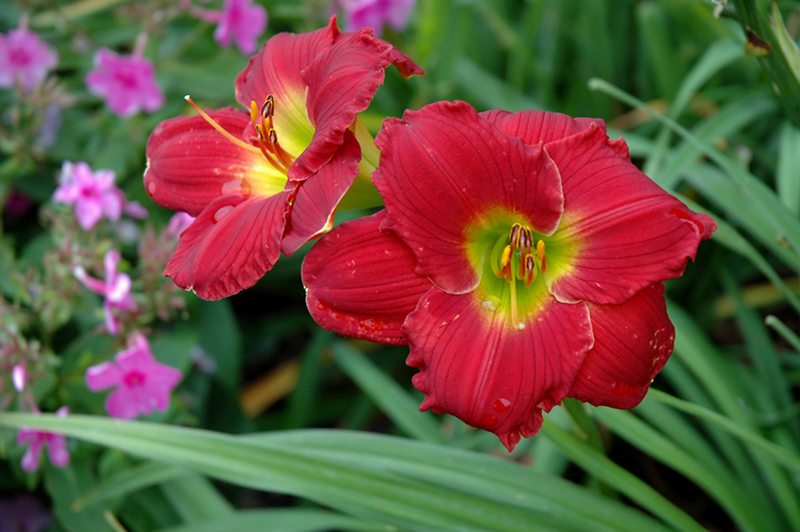 Happy Ever Appster Red Hot Returns Daylily (Hemerocallis 'Red Hot Returns') at Nunan Florist & Greenhouses